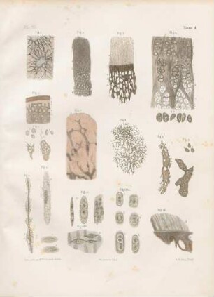 Mikroskopische Studien des Knochens und der Gelenke