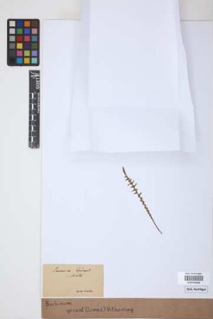 Blechnum spicant (L.) F.W.Weiss