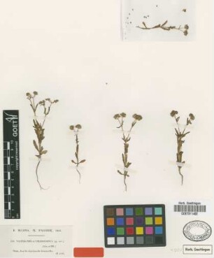 Valerianella chlorodonta Coss. & Durieu [syntype]