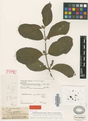 Forsteronia spicata (Jacq.) G.Mey.
