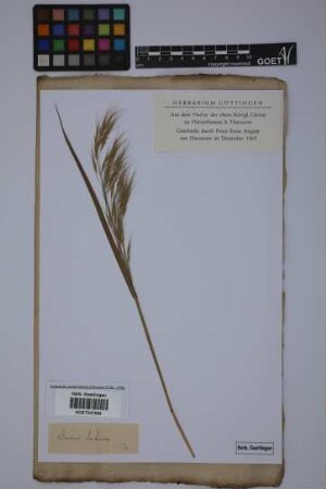 Bromus tectorum L.