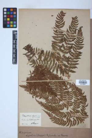 Athyrium alpestre (Hoppe) Rylands