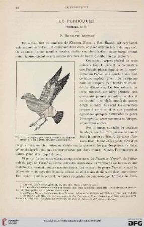 33: Le perroquet : Psittacus, Linné