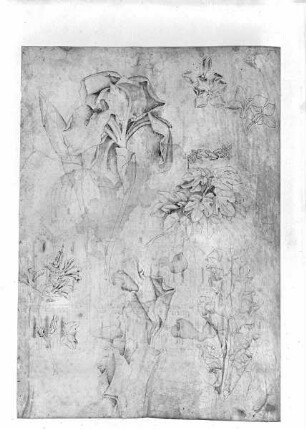 Vorderseite: Blumenstudie