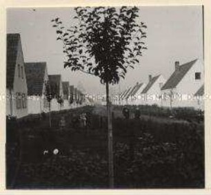 Homburg, Birkensiedlung