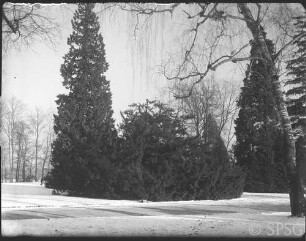 Potsdam, Neuer Garten, Taxus.