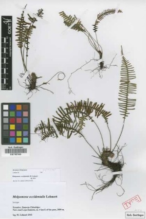 Melpomene occidentalis Lehnert [isotype]