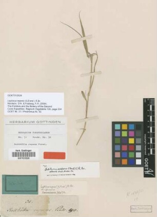 Rotbölla repens G.Forst. [type]