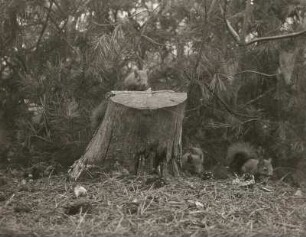 Eichhörnchen (Sciurus vulgaris L.). Familie am Boden