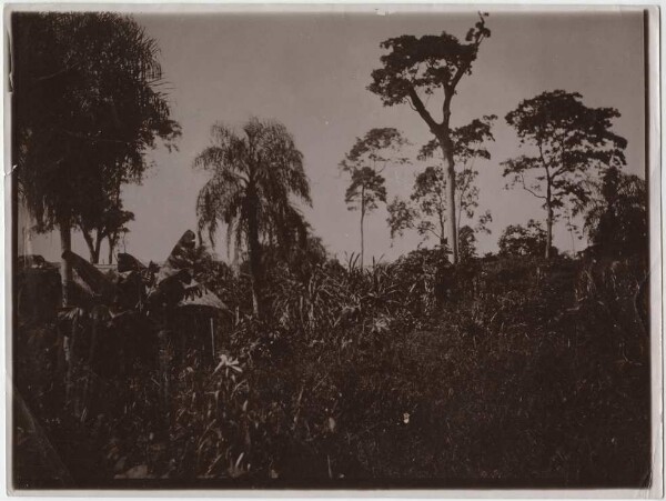 Hut of the Kainguá Indians