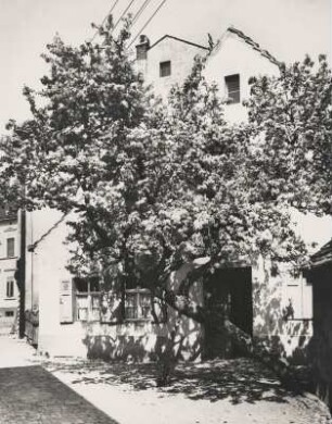 Werder an der Havel. Brandenburg. Frühling. Baumblüte