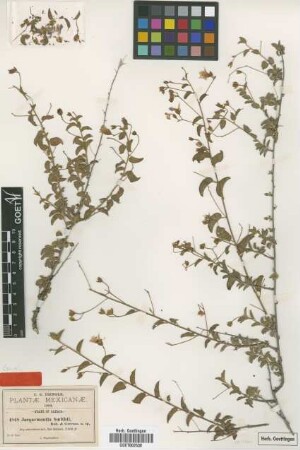 Jacquemontia smithii B.L.Rob. & Greenm. [type]