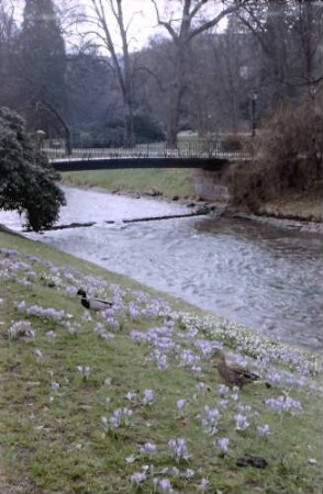 Baden-Baden: Oos mit Wildenten