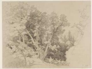 Baumgruppe mit gespaltenem Baum
