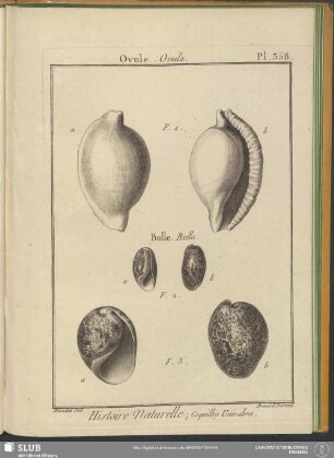 Pl. 358. Ovule. Ovula
