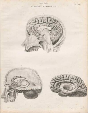 Partes encephali sectione verticali per longitudinem capitis a latere dextro exhibitae/ Fornix sinistri lateris extrinsecus oculis propositus/ Gyrus fornicatus dextri hemisphaerii a facie interna exhibitus