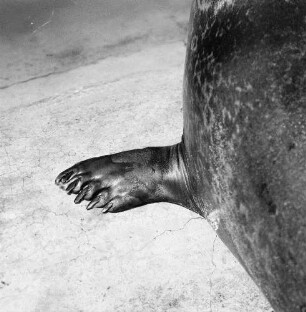 Zootiere. Flosse einer Robbe
