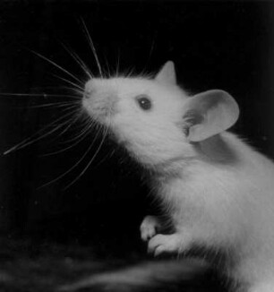 Portrait der weißen Maus des Fotografen, "Maxi"