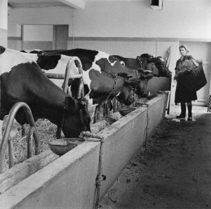 Tierklinik Dresden-Reick, Oskar-Röder-Str. 6. Kuhstall