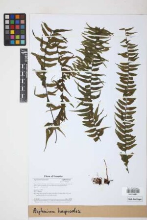 Asplenium harpeodes Kunze