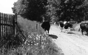 Triebischtal-Taubenheim. Heimkehrende Herde, an der Triebischbrücke Richtung Lampersdorf