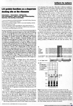 L23 protein functions as a chaperone docking site on the ribosome