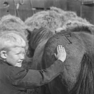 Junge mit Islandpony : Ein Junge streichelt ein Islandpony. Brandzeichen auf dem Hinterteil des Islandponys