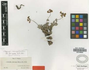Coronilla eriocarpa Boiss. [isotype]