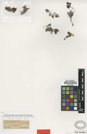 Astragalus amoenus Fenzl [isotype]