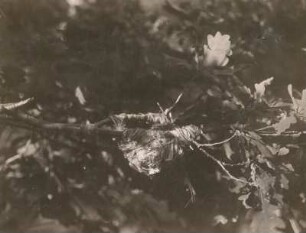 Königswartha. Pirol (Oriolus oriolus), Nest