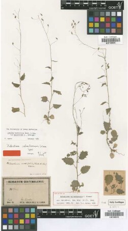 Heterotoma cordifolia (Hook. & Arn.) E.Wimm.