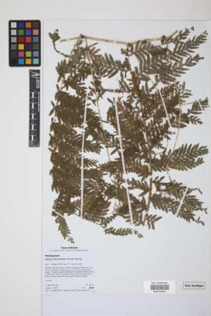 Selaginella exaltata (Kunze) Spring
