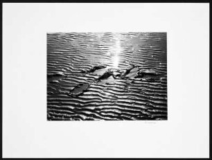 Schlüttsiel. Fußspur im Wattenmeer