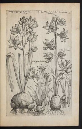 Taf. 57. [Ornithogalum]