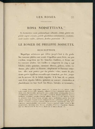 77-78, Rosa Noisettiana. Le Rosier de Philippe Noisette.