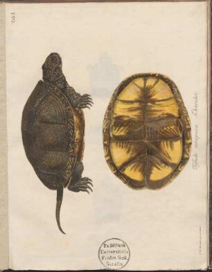 Tab. I: Testudo europaea Schneider