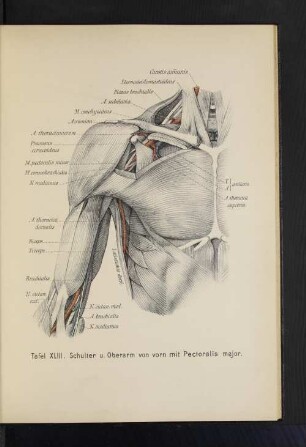 Tafel XLIII. Schulter u. Oberarm von vorn mit Pectoralis major.