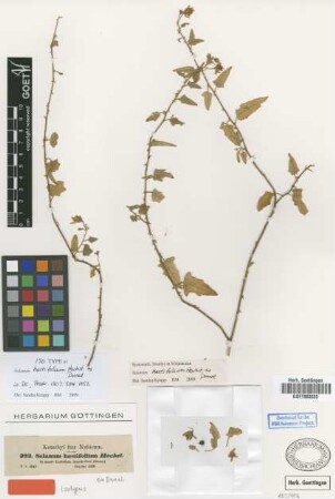 Solanum hastifolium Hochst. ex Dunal [isotype]