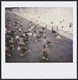 Gänse am Meer in Reykjavik