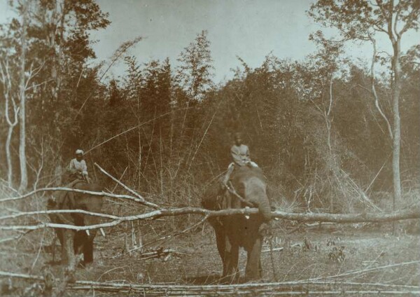 Chasse à l'éléphant