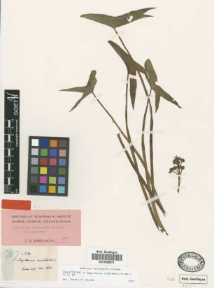 Sagittaria intermedia Micheli [isolectotype]