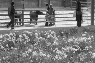 Ponies im Karlsruher Zoo