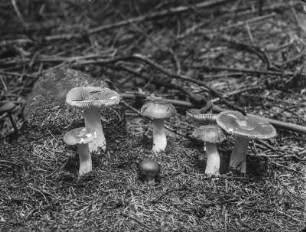 Wechselfarbiger Spei-Täubling : Wechselfarbiger Spei-Täubling (Russula fragilis Persoon), auch Zerbrechlicher Täubling genannt.