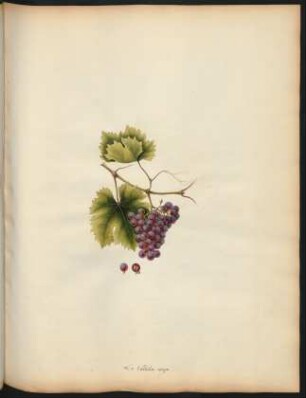 35. Le Valtelin rouge