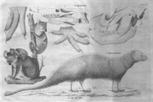 Tafel 14 : zur Isis Heft VI. 1818