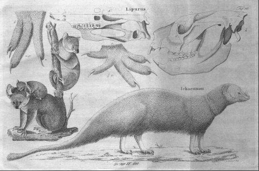 Tafel 14 : zur Isis Heft VI. 1818