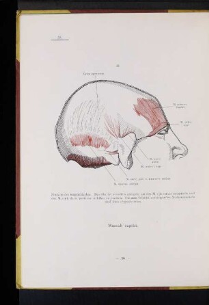 Musculi capitis.