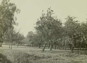 Jahnatal bei Stauchitz, Obstplantage