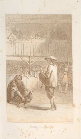 Gallera, or cock-pit