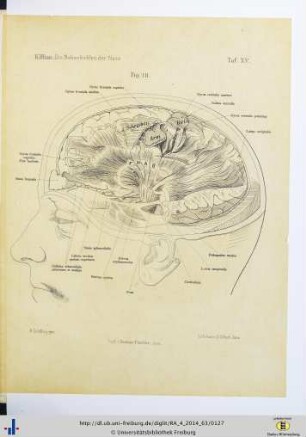 Fig. 18. Taf. XV.